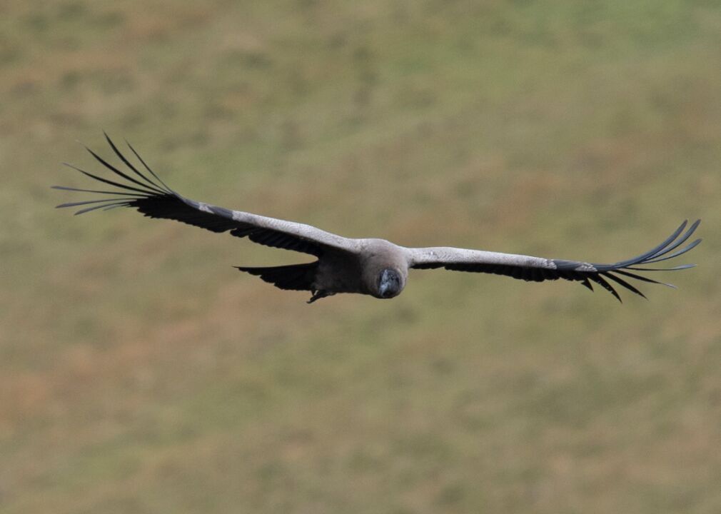 Measuring the flight of the Andean condor